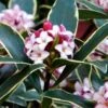 Variegated Pink Winter Daphne - 1 Gallon Pot -Garden Supplies Sales 2024 Daphne Odora Variegata Winter Daphne 500x750 2