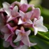 Zuiko Nishiki Winter Daphne Odora - 1 Gallon Pot -Garden Supplies Sales 2024 Daphne Odora Zuiko Nishiki 5