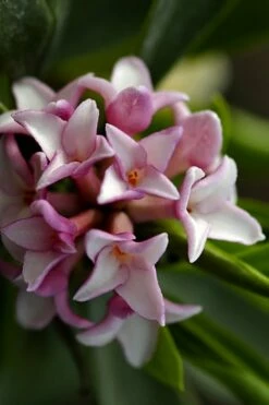 Zuiko Nishiki Winter Daphne Odora - 1 Gallon Pot