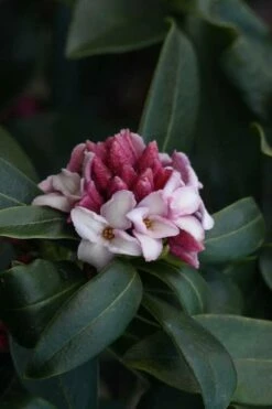 Zuiko Nishiki Winter Daphne Odora - 2 Gallon Pot -Garden Supplies Sales 2024 Daphne Odora Zuiko Nishiki 6 1