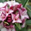 Greenleaf Pink Winter Daphne - 3 Gallon Pot -Garden Supplies Sales 2024 Daphne Orodora Rosea Pink Winter Daphne 500x750 1