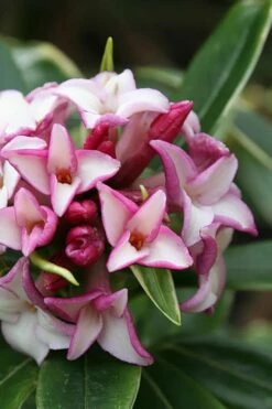 Greenleaf Pink Winter Daphne - 3 Gallon Pot