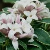 Summer Ice Daphne - 1 Gallon Pot 1 Summer Ice Daphne - 1 Gallon Pot -Garden Supplies Sales 2024 Daphne Summer Ice 1