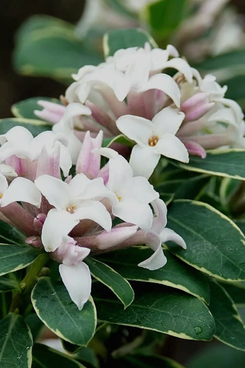 Summer Ice Daphne - 1 Gallon Pot Summer Ice Daphne - 1 Gallon Pot -Garden Supplies Sales 2024 Daphne Summer Ice 1