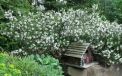 Summer Ice Daphne - 1 Gallon Pot 5 Summer Ice Daphne - 1 Gallon Pot -Garden Supplies Sales 2024 Daphne Summer Ice 4