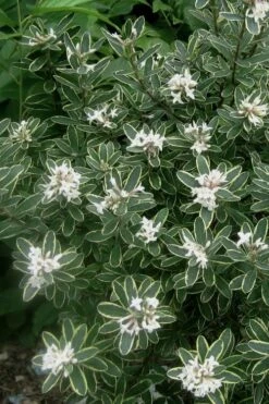 Summer Ice Daphne - 1 Gallon Pot 6 Summer Ice Daphne - 1 Gallon Pot -Garden Supplies Sales 2024 Daphne Summer Ice 6