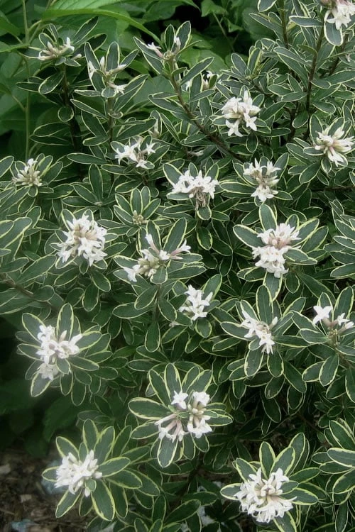 Summer Ice Daphne - 1 Gallon Pot Summer Ice Daphne - 1 Gallon Pot -Garden Supplies Sales 2024 Daphne Summer Ice 6