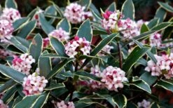 Variegated Pink Winter Daphne - 1 Gallon Pot -Garden Supplies Sales 2024 Daphne odora Aureo Marginata 1