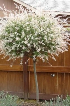 Variegated Dappled Willow Tree - Salix Integra 'Hakuro Nishiki' - 3 Gallon Pot - Tree Form