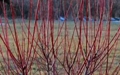 Variegated Dappled Willow Tree - Salix Integra 'Hakuro Nishiki' - 3 Gallon Pot - Tree Form 6 Variegated Dappled Willow Tree - Salix Integra 'Hakuro Nishiki' - 3 Gallon Pot - Tree Form -Garden Supplies Sales 2024 Dappled Willow Tree Stems 1