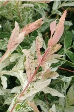 Variegated Dappled Willow Tree - Salix Integra 'Hakuro Nishiki' - 3 Gallon Pot - Tree Form 4 Variegated Dappled Willow Tree - Salix Integra 'Hakuro Nishiki' - 3 Gallon Pot - Tree Form -Garden Supplies Sales 2024 Dappled Willow Variegated Shrub 6