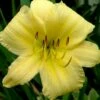 Big Time Happy Daylily - 1 Gallon Pot -Garden Supplies Sales 2024 Daylily Big Time Happy 1