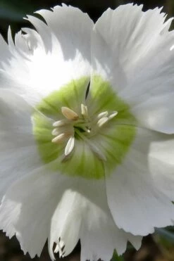 Charles Musgrave White Dianthus - 1 Gallon Pot