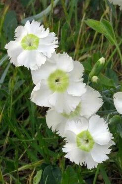 Charles Musgrave White Dianthus - 1 Gallon Pot -Garden Supplies Sales 2024 Dianthus Charles Margrave 2
