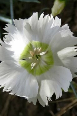 Charles Musgrave White Dianthus - 1 Gallon Pot -Garden Supplies Sales 2024 Dianthus Charles Margrave 3