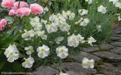 Charles Musgrave White Dianthus - 1 Gallon Pot -Garden Supplies Sales 2024 Dianthus Charles Margrave 5