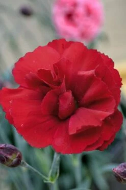 Super Trouper Velvet Red Dianthus - 2 Pack Of Quart Pots -Garden Supplies Sales 2024 Dianthus Super Trouper Velvet Red 2