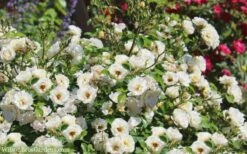 Popcorn Drift Groundcover Rose - 2 Gallon Pot -Garden Supplies Sales 2024 Drift Rose Popcorn 21