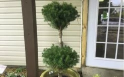 Poodle Tier Dwarf Alberta Spruce Topiary (2-Ball) - 2 Gallon Pot -Garden Supplies Sales 2024 Dwarf Alberta Spruce Poodle Tier