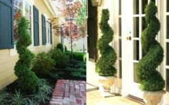 Spiral Dwarf Alberta Spruce Topiary - 2 Gallon Pot -Garden Supplies Sales 2024 Dwarf Alberta Spruce Spiral 2