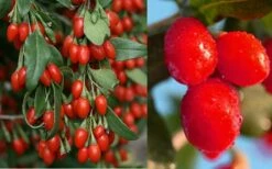 Goji Berry Plant - Lycium Barbarum - 1 Gallon Pot -Garden Supplies Sales 2024 Dynamite Goji Berry