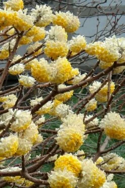 Edgeworthia Chrysantha Paper Bush - 7 Gallon Pot -Garden Supplies Sales 2024 Edgeworthia 4 500x700 3