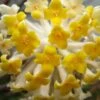 Winter Gold Edgeworthia Chrysantha - Paper Bush - 5 Gallon Pot -Garden Supplies Sales 2024 Edgeworthia BS