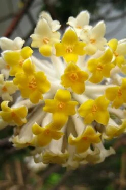 Edgeworthia Chrysantha Paper Bush - 7 Gallon Pot -Garden Supplies Sales 2024 Edgeworthia BS 2