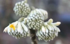 Edgeworthia Chrysantha - Paper Bush - 1 Gallon Pot -Garden Supplies Sales 2024 Edgeworthia Flower Buds 1