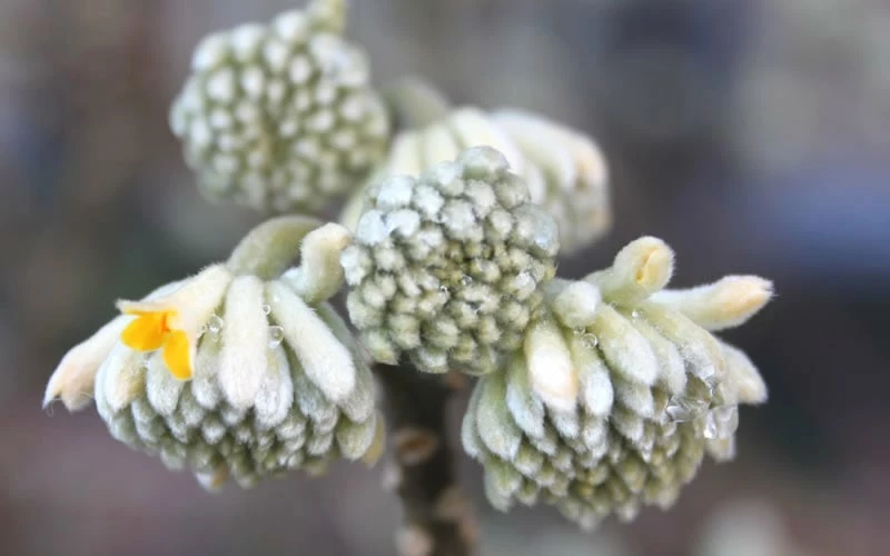 Winter Gold Edgeworthia chrysantha (Paper Bush) - 1 Gallon Pot Winter Gold Edgeworthia Chrysantha (Paper Bush) - 1 Gallon Pot -Garden Supplies Sales 2024 Edgeworthia Flower Buds 3