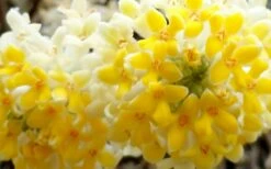 Winter Gold Edgeworthia Chrysantha - Paper Bush - 5 Gallon Pot 11 Winter Gold Edgeworthia Chrysantha - Paper Bush - 5 Gallon Pot -Garden Supplies Sales 2024 Edgeworthia Flower Closeup