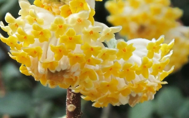 Winter Gold Edgeworthia chrysantha (Paper Bush) - 1 Gallon Pot Winter Gold Edgeworthia Chrysantha (Paper Bush) - 1 Gallon Pot -Garden Supplies Sales 2024 Edgeworthia Paper Bush 1