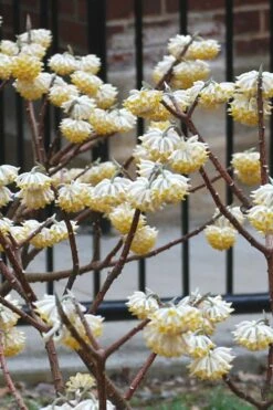 Snow Cream Edgeworthia Paper Bush - 3 Gallon -Garden Supplies Sales 2024 Edgeworthia Snow Cream 4