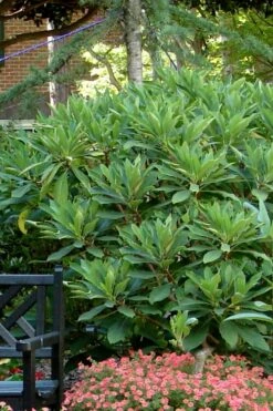 Snow Cream Edgeworthia Paper Bush - 3 Gallon -Garden Supplies Sales 2024 Edgeworthia Snow Cream 7