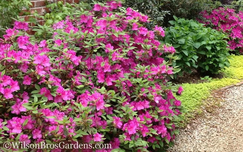 Autumn Amethyst Encore Azalea - 3 Gallon Pot Autumn Amethyst Encore Azalea - 3 Gallon Pot -Garden Supplies Sales 2024 Encore Azalea Autumn Amethyst 51 2