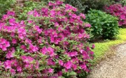 Autumn Amethyst Encore Azalea - 2 Gallon Pot -Garden Supplies Sales 2024 Encore Azalea Autumn Amethyst 51 3