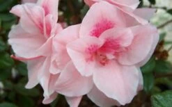 Autumn Belle Encore Azalea - 2 Gallon Pot -Garden Supplies Sales 2024 Encore Azalea Autumn Belle 1