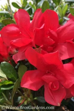 Autumn Bonfire Encore Azalea - 6 Pack Of 1 Gallon Pots