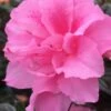 Autumn Carnation Encore Azalea - 7 Gallon Pot -Garden Supplies Sales 2024 Encore Azalea Autumn Carnation 3 500x750 2