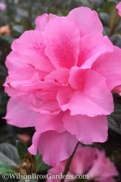 Autumn Carnation Encore Azalea - 2 Gallon Pot