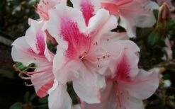Autumn Chiffon Encore Azalea - 6 Pack Of 1 Gallon Pots -Garden Supplies Sales 2024 Encore Azalea Autumn Chiffon 1