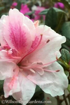 Autumn Chiffon Encore Azalea - 2 Gallon Pot