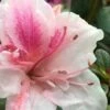 Autumn Chiffon Encore Azalea - 6 Pack Of 1 Gallon Pots -Garden Supplies Sales 2024 Encore Azalea Autumn Chiffon 2 500x750 2