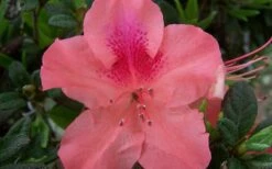 Autumn Coral Encore Azalea - 6 Pack Of 1 Gallon Pots -Garden Supplies Sales 2024 Encore Azalea Autumn Coral 2