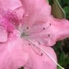 Autumn Debutante Encore Azalea - 6 Pack Of 1 Gallon Pots -Garden Supplies Sales 2024 Encore Azalea Autumn Debutante 500x750 2