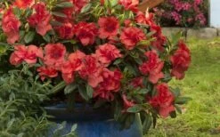 Autumn Embers Encore Azalea - 2 Gallon -Garden Supplies Sales 2024 Encore Azalea Autumn Embers 3 50 4