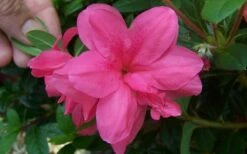 Autumn Empress Encore Azalea - 2 Gallon Pot -Garden Supplies Sales 2024 Encore Azalea Autumn Empress