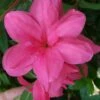 Autumn Empress Encore Azalea - 6 Pack Of 1 Gallon Pots -Garden Supplies Sales 2024 Encore Azalea Autumn Empress 500x750 4