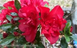 Autumn Fire Encore Azalea - 2 Gallon Pot -Garden Supplies Sales 2024 Encore Azalea Autumn Fire 10