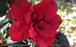 Autumn Fire Encore Azalea - 3 Gallon Pot -Garden Supplies Sales 2024 Encore Azalea Autumn Fire WB 2